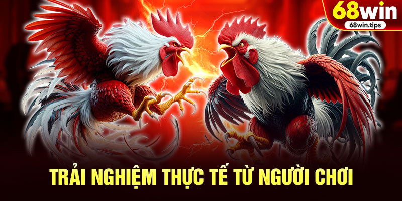 Trải Nghiệm Thực Tế Từ Người Chơi