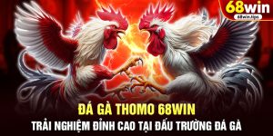 Đá gà Thomo 68WIN – hai gà chọi trắng đối kháng trong đấu trường